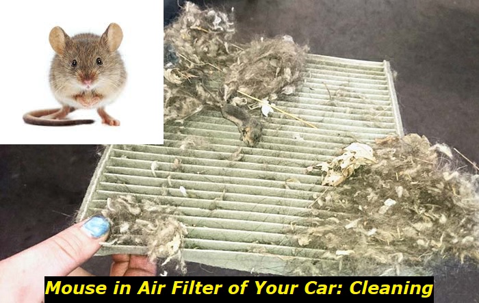 mouse in air filter of a car